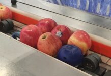‘Electronic apple’ helps prevent fruit bruising