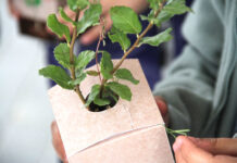 Pro Carton lends support to National Tree Week