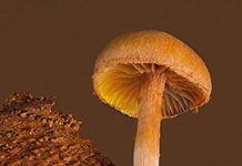 Using mushrooms to make packaging materials