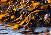 Scottish firm raises £2m to boost seaweed packaging innovation