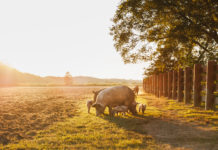 Pork giant to use ‘lowest possible carbon packaging’ formats