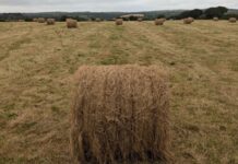 Farmers ditch ‘nightmare’ single-use plastics from hay bales in new trial
