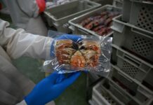 Crabs in thermoformed packaging