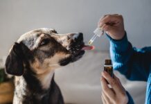 Dog getting medication