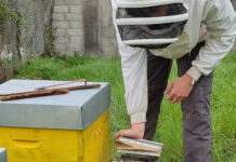 Bee monitoring project