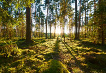 Pine forest highlighting sustainability