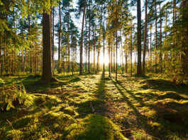 Study shows impact of recyclability in purchasing decisions Pine forest highlighting sustainability