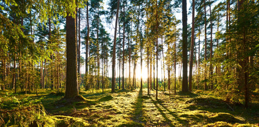 Pine forest highlighting sustainability