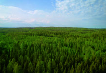 Forest image highlighting sustainability targets