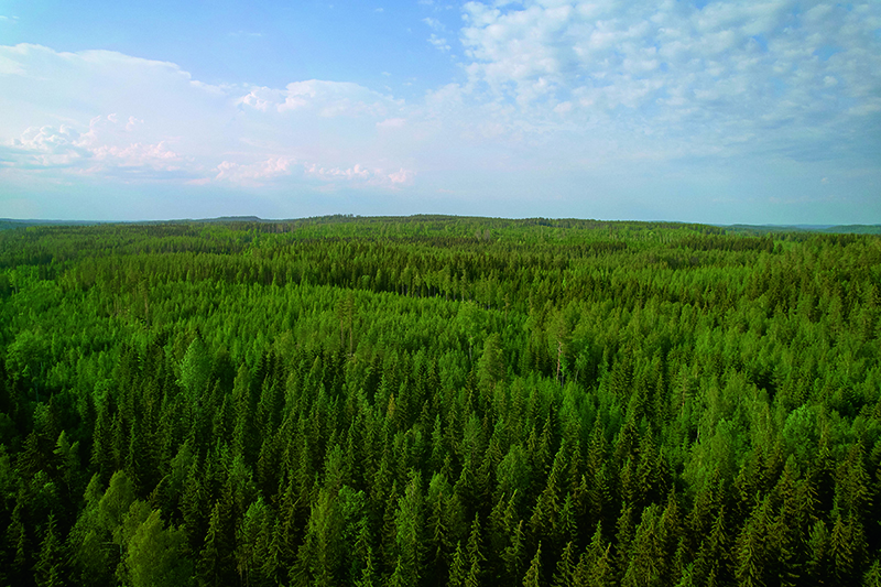 Forest image highlighting sustainability targets