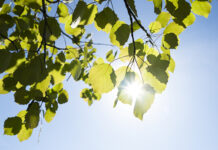 Metsä Board included on Climate Leaders list Nature image depicting sustainability achievements