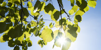 Nature image depicting sustainability achievements