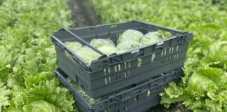 Tosca reusable pallets
